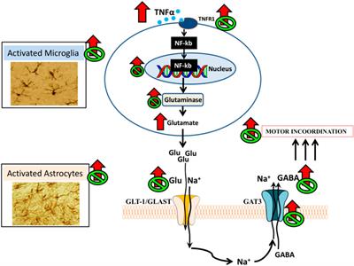 Neuroinflammation alters GABAergic neurotransmission in hyperammonemia and hepatic encephalopathy, leading to motor incoordination. Mechanisms and therapeutic implications